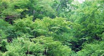 Forests will rescue India, says Jairam Ramesh