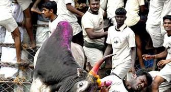 VOTE! Should the ban on Jallikattu be lifted?