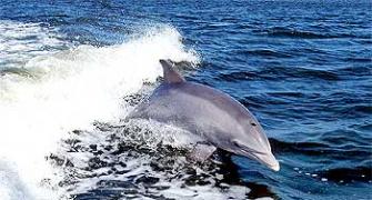 Dolphin, India's national aquatic animal