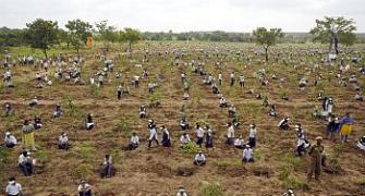 India ranked ninth in world tree planting