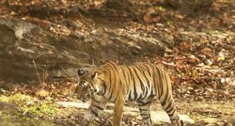 Mourning the death of a tigress