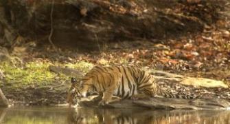 Rediff Impact: Jairam acts on tigress's death