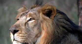 In premier national park, 139 lions die 'accidentally'