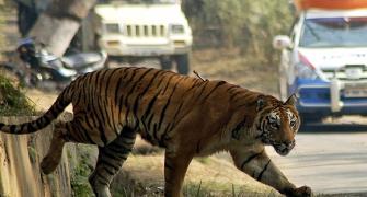 SC extends ban on tourism in core areas of tiger reserves