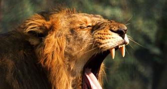13 lions enmeshed near Gir Wildlife Sanctuary