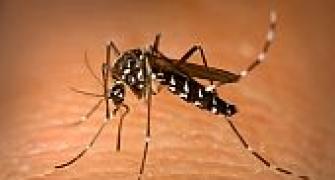 India to see decrease in malaria cases: WHO