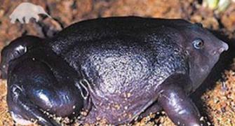 India's purple frog grabs attention ahead of Rio summit