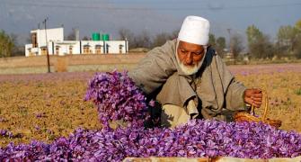 PICS: World's COSTLIEST spice blooms in Kashmir