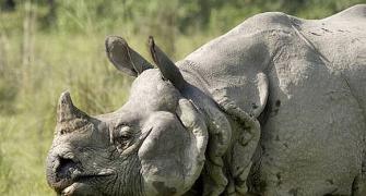 39 rhinos killed in 10 months in Kaziranga Park