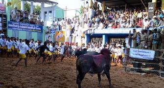 PIX: Cowboys, bulls and tamers rock TN's Jallikattu!