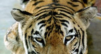 Corbett has GOT TO put its focus back on tigers