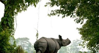 Assam: ULFA wants to protect Kaziranga rhinos with people