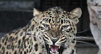 Leopard on the prowl spreads fear in Thane