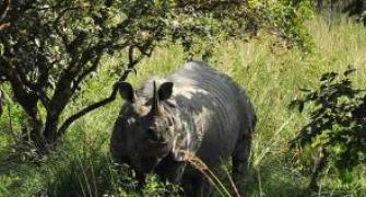 Assam govt seeks public opinion on rhino dehorning