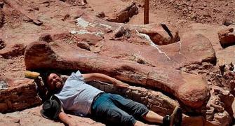 PHOTOS: World's BIGGEST dinosaur discovered