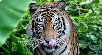 Bandipur's tiger boom spells doom for those on the fringe