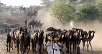 PICS: World's LARGEST camel fair starts in Pushkar