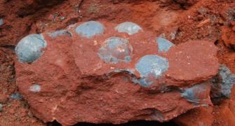Egg-straordinary! Chinese workers unearth 43 dinosaur eggs