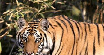 Scientists quarrel over India's tiger numbers