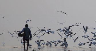 Over 80 bodies found adrift in Ganga; probe ordered