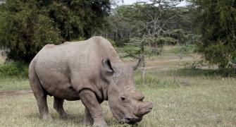 This is the world's last white rhino