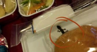 Lizard in flyer's meal? Air India says 'mischievous propaganda'
