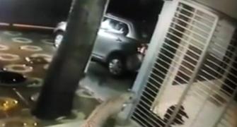 Brave dog chases leopard away from house in Mumbai