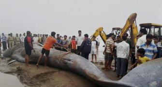Stranded on Alibaug beach for over 10 hours, 42-ft long blue whale dies