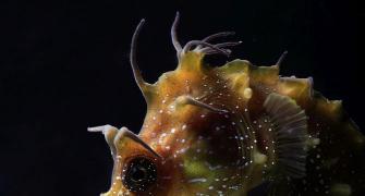 SNAPPED: Nature's beauty that lies 20,000 leagues below the sea