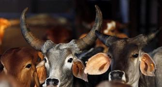 The truth about cow slaughter in India