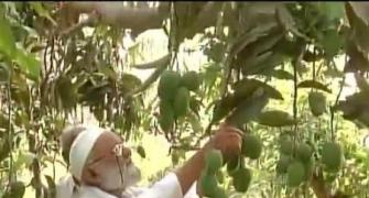 Aam aadmi Modi! Meet the farmer who named mango after PM