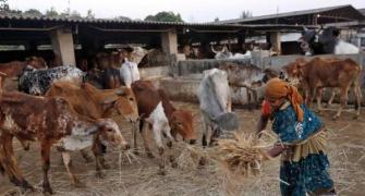 Centre bans sale of cattle in animal markets for slaughter