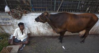 How cow slaughter ban is hurting Indian economy