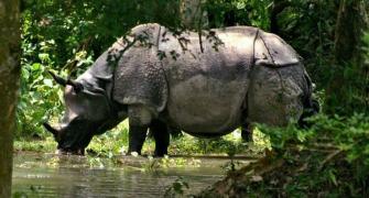 No home for rare rhinos: Floods in Assam spell doom