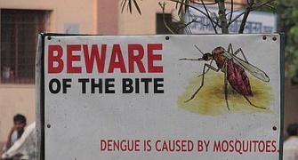 Centre, Delhi govt to reply on steps taken to treat dengue