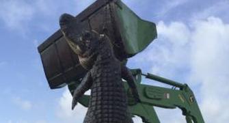 Monster 360 kg alligator trapped in Florida