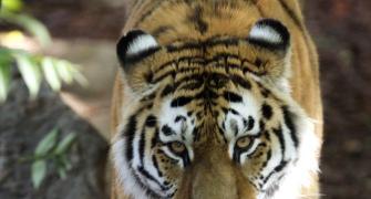 Tiger numbers roar back for first time in 100 years
