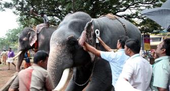 Why we shouldn't ban elephants in Kerala temples