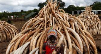 Why Kenya is burning 100 tonnes of ivory