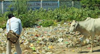 What PM needs to do about cows eating plastic