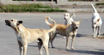 Compassion ok, but stray dogs can't be allowed to be menace: SC