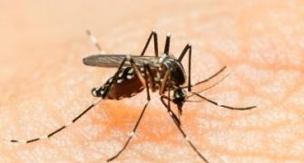 Zika virus: Centre issues guidelines; warns against travel to affected areas