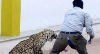 Spotted: Leopard strays into Bengaluru school on Sunday