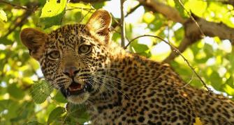 Lock your doors! Another leopard on the prowl in Bengaluru school