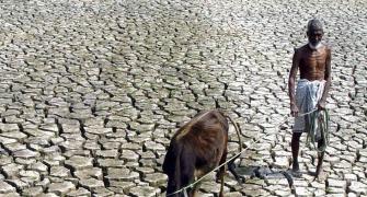 116 farmers committed suicide in last 3 months