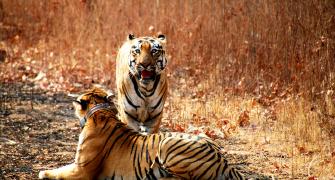 Are Adivasis being driven out to save the tiger?