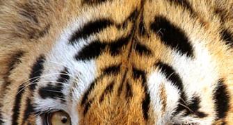 How India's tiger population increased by 30%