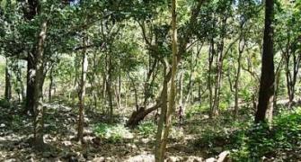 How two ministers made tribals lose control over forests