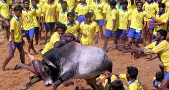 Tamil parties pin their hopes on ordinance to bring jallikattu back