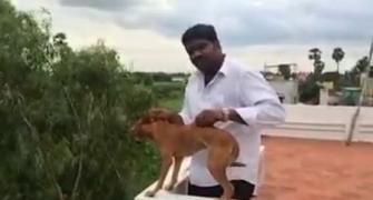 Shocking! Man throws dog off the roof, NGO offers reward to find him